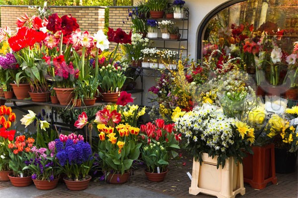 Rosina's Flowers