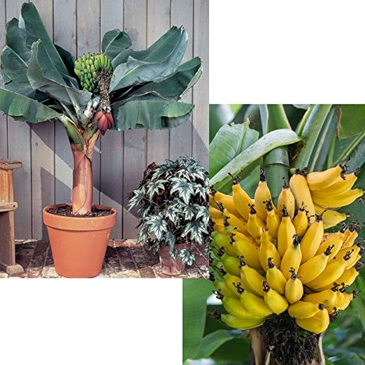 Pianta di Banana Musa Acuminata Dwarf Cavendish